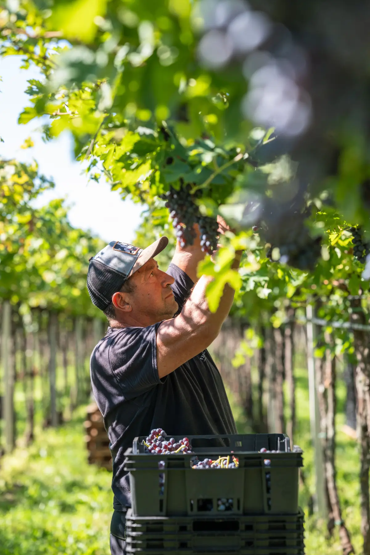 2026 Harvest: a vintage shaped by the heat
