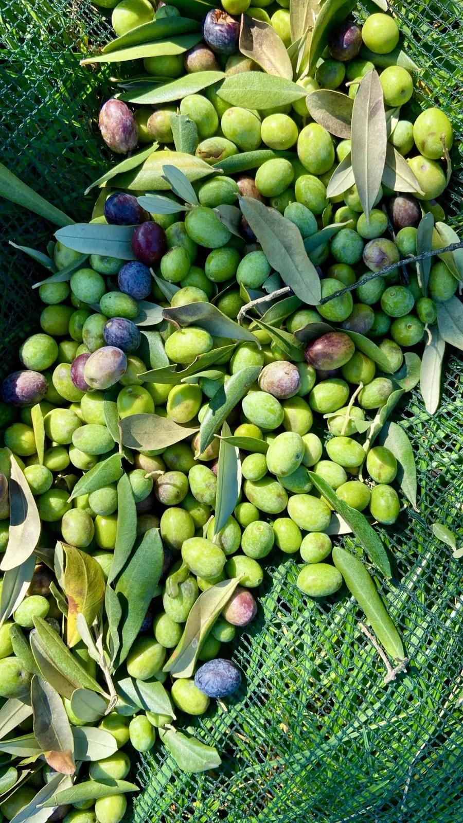 Olio Extravergine di Oliva in Valpolicella: il raccolto 2026